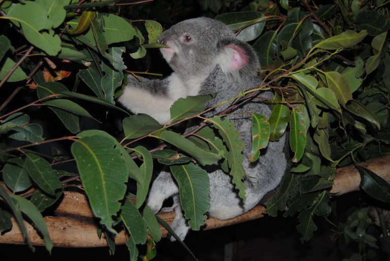 Koala