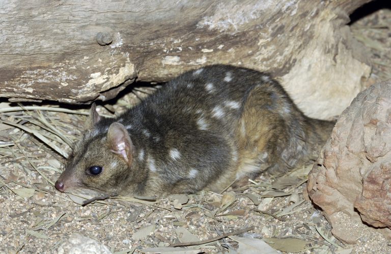 Northern Quoll