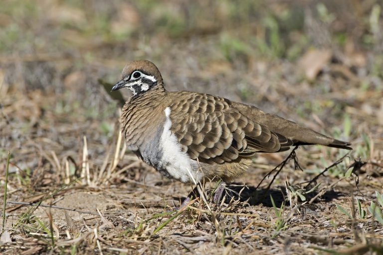 Squatter Pigeon