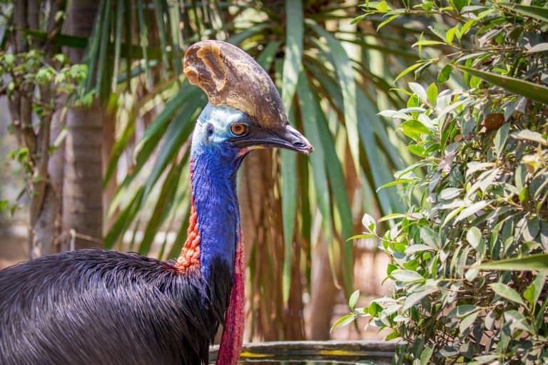 Southern Cassowary