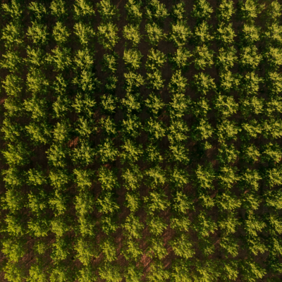 tree plantation