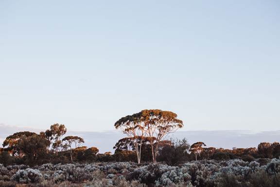 What Do Biodiversity Offsets Cost in Australia in 2026?